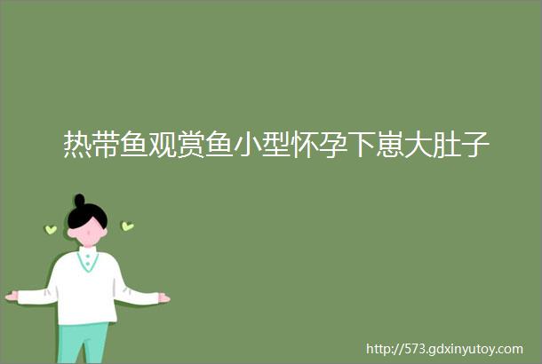 热带鱼观赏鱼小型怀孕下崽大肚子